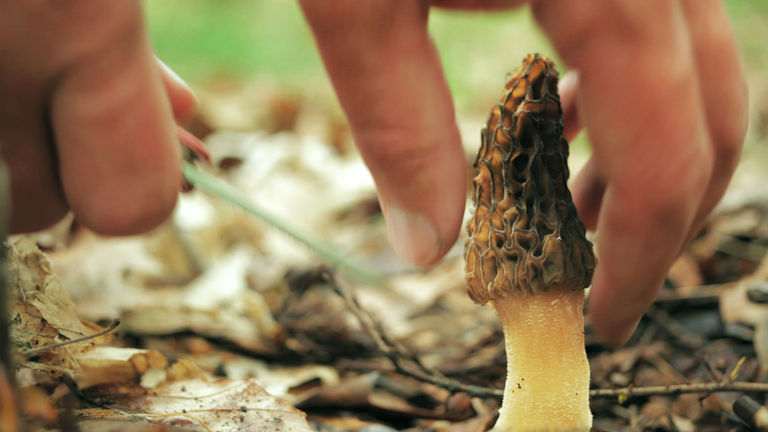 Now, Forager: A Film About Love & Fungi